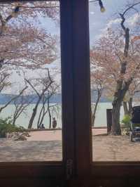 경주 벚꽃 명소들 🌸
