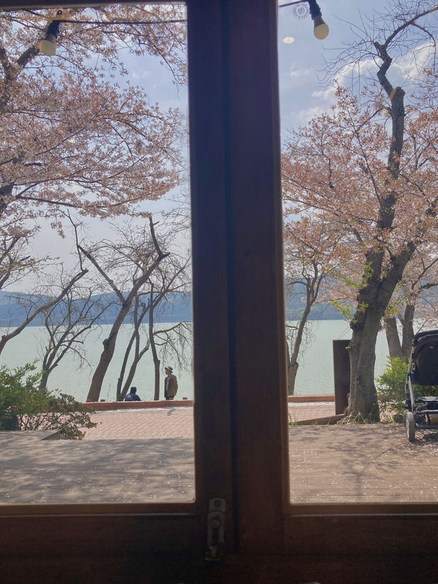 경주 벚꽃 명소들 🌸