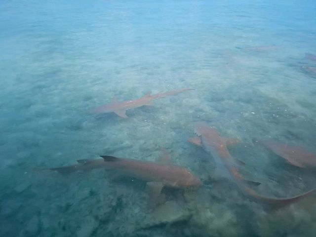 🦈鯊魚蜂擁而至的酒店 Plumeria Maldives 🩵🩵