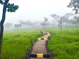 Like stepping into another world! Be enchanted by the natural magic of Pa Hin Ngam, where pink flowers bloom in abundance.