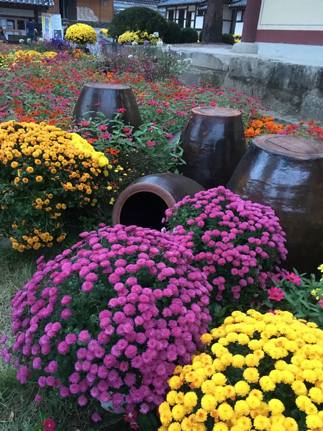운악산 봉선사와 국화