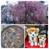 桜の名勝🌸角館