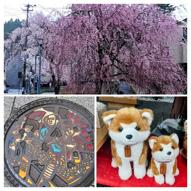 桜の名勝🌸角館
