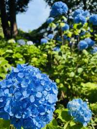 東京🗼で紫陽花を見るなら〝多摩川台公園〟がおすすめ✌️ˊ˗