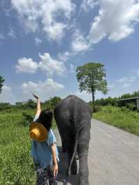🐘코끼리랑 놀아볼래?🇹🇭
