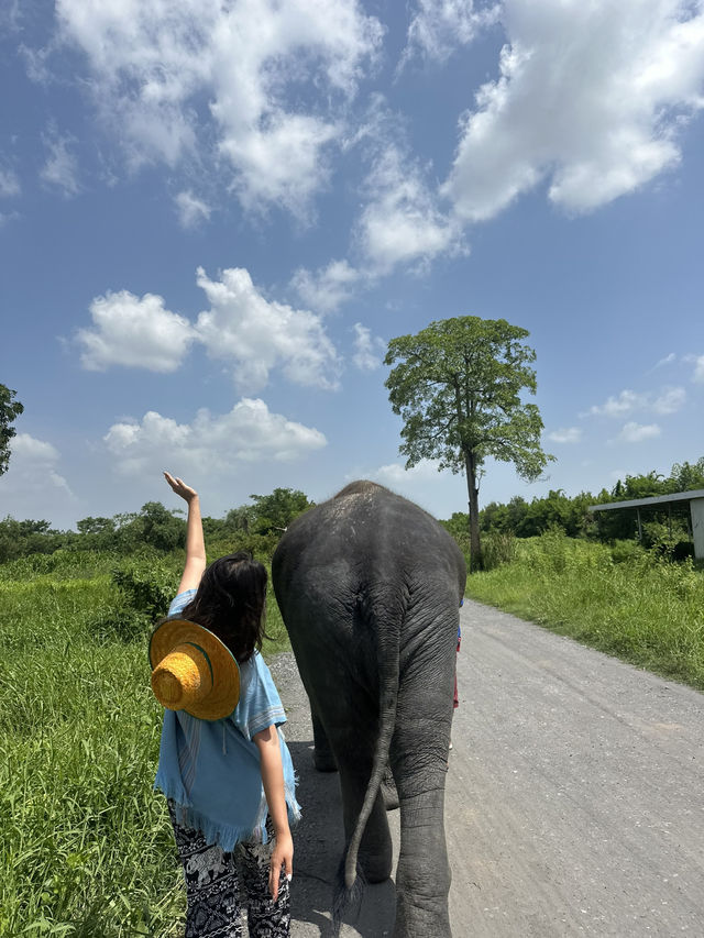 🐘코끼리랑 놀아볼래?🇹🇭