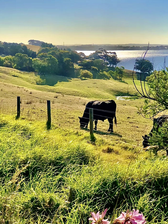 ออสเตรเลีย🇦🇺