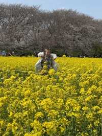 ▼幸手 さくら祭り