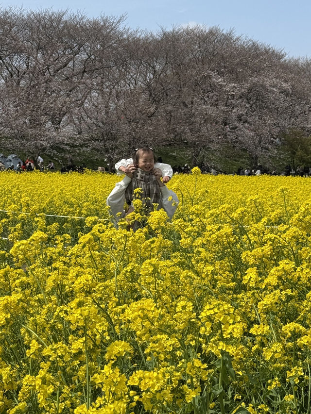▼幸手 さくら祭り