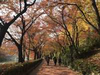 🍁 ใบไม้เปลี่ยนสีที่ทะเลสาบซอกชน
