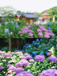 ทุ่งดอกไฮเดรนเยียที่สวยที่สุดใน Fukuoka 🩵🇯🇵