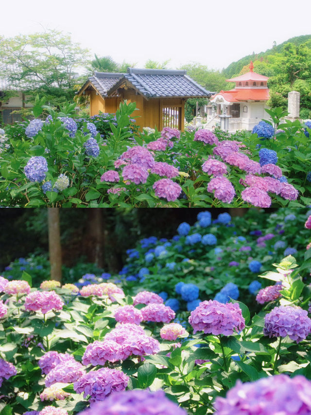 ทุ่งดอกไฮเดรนเยียที่สวยที่สุดใน Fukuoka 🩵🇯🇵