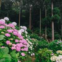 ทุ่งไฮเดรนเยียกลางป่าสนสวยที่สุดใน Fukuoka