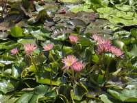 香港好去處 | 賞花 | 志蓮淨苑 | 蓮花