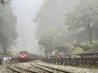 🌲☀️ Alishan National Forest Recreation Area: A Summer Escape into Taiwan’s Misty Mountains
