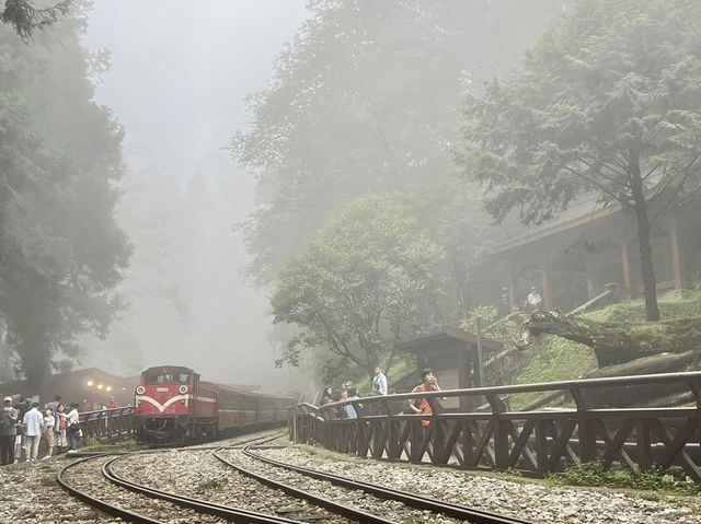 🌲☀️ Alishan National Forest Recreation Area: A Summer Escape into Taiwan’s Misty Mountains