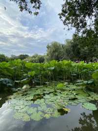 深圳洪湖公園，一年一度的荷花展，千萬不要錯過啊🪷
