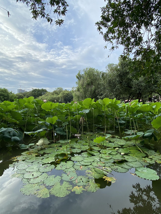 深圳洪湖公園，一年一度的荷花展，千萬不要錯過啊🪷