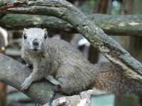 🐿️ ぎふ金華山リス村｜ロープウェー山頂でリスとふれあい体験！