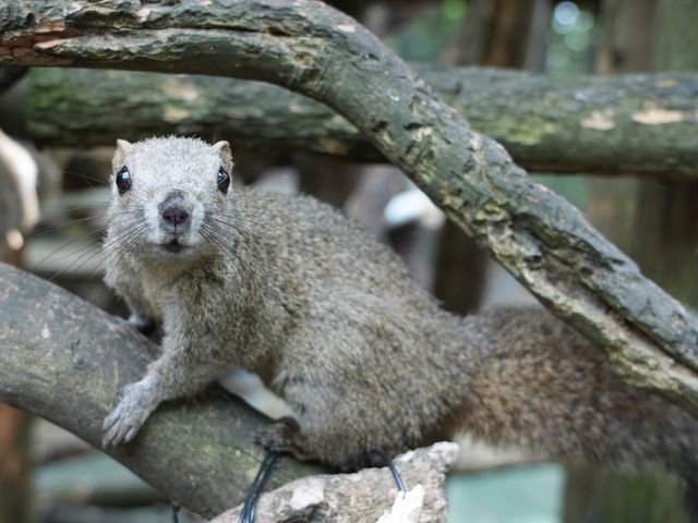 🐿️ ぎふ金華山リス村｜ロープウェー山頂でリスとふれあい体験！