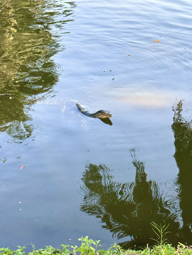 都市と自然が共存！ルンピニー公園徹底活用＆観察ガイド
