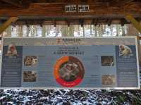 🐒 Jigokudani Yaen-Koen – A Snow Monkey Experience Worth the Hike