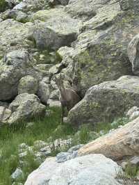 Ibex