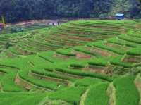 🌾 Mist, Mud & Magic – Sapa Rice Field Hike in June