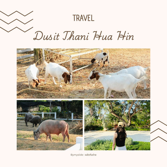 Dusit Thani Hua Hin 🌴🌅  🏨 รีสอร์ต