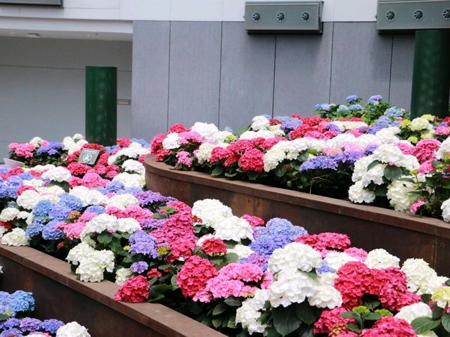 ทุ่งไฮเดรนเยีย ระยอง