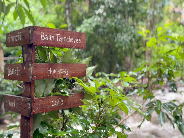 🌿 ธารชีวี แม่แมะ – หลงรักธรรมชาติในทุกลมหายใจ 🍃
