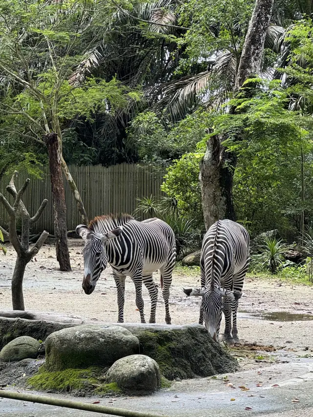 深入新加坡動物園的野性世界