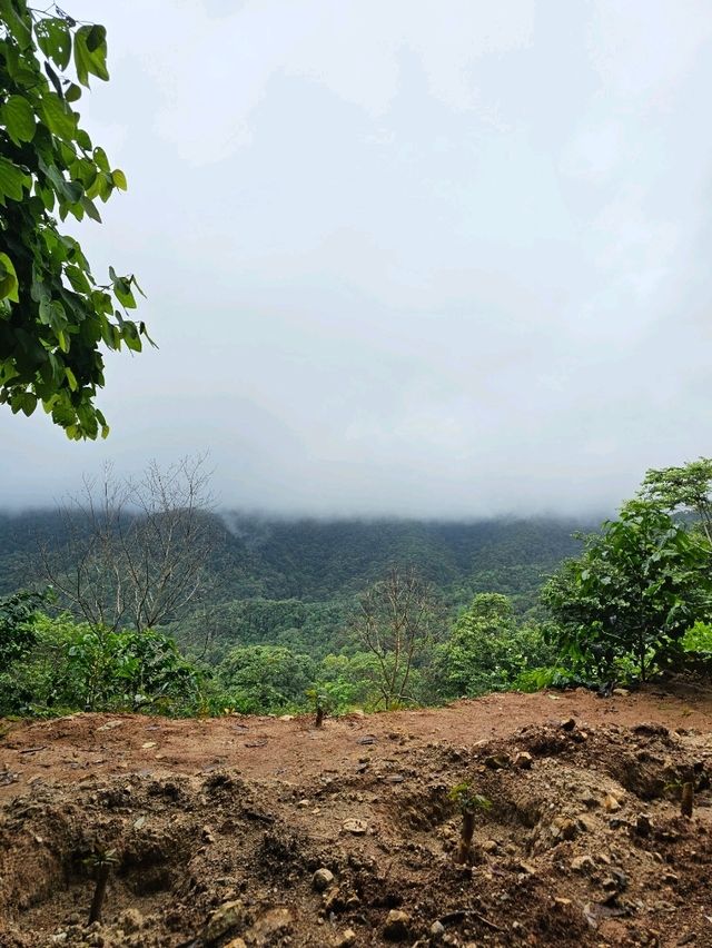 First Valley Coffee Estate | Chiangmai 