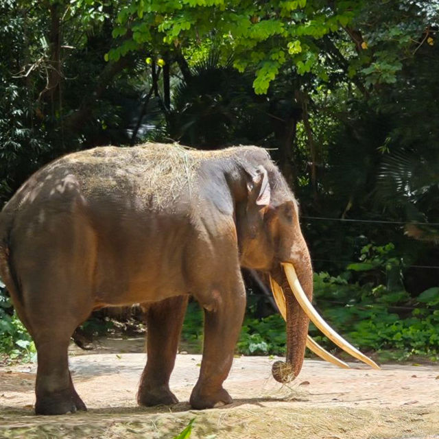 【中国/広州/長隆野生動物園】