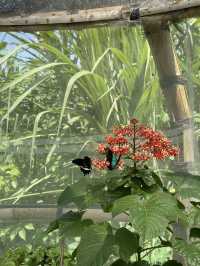 Butterfly Garden in Nuanu