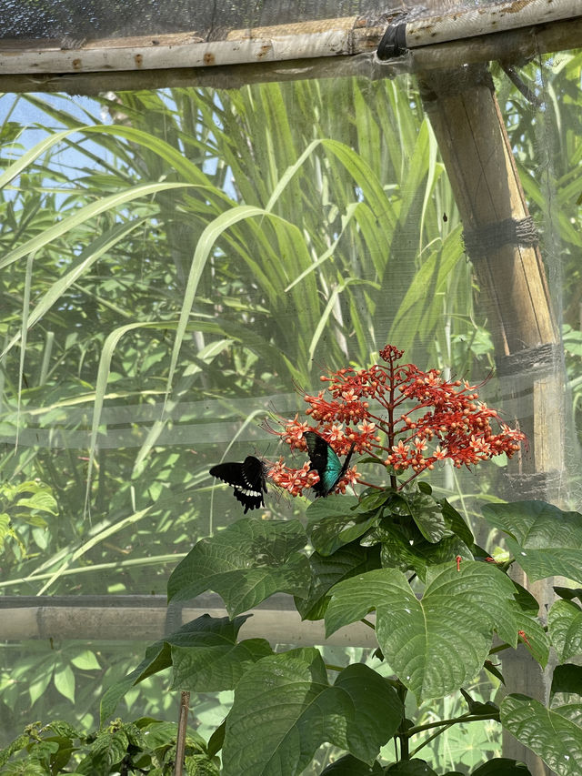 Butterfly Garden in Nuanu