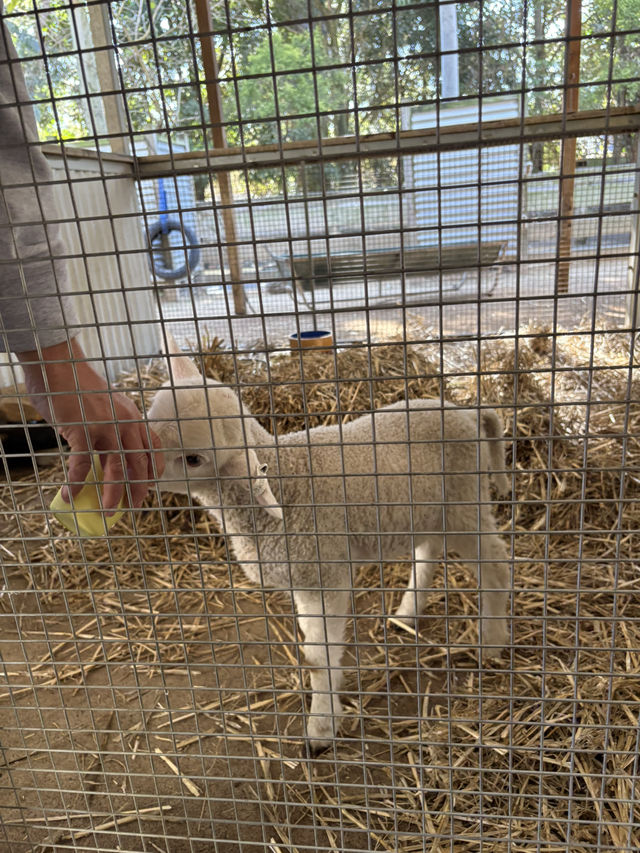 A day with animals