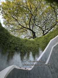 Fort Canning Tree Tunnel สวยจนอยากไปซ้ำ!!!🍀🌳