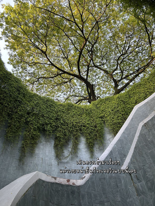 Fort Canning Tree Tunnel สวยจนอยากไปซ้ำ!!!🍀🌳