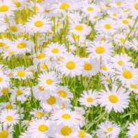 Solo Daydream at Yookbaek Majigi’s Daisy Field: Seoul’s Secret Flower Fantasy** 🌼✨