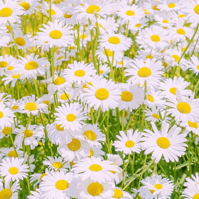 Solo Daydream at Yookbaek Majigi’s Daisy Field: Seoul’s Secret Flower Fantasy** 🌼✨
