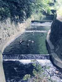 【入場無料の世田谷区立岡本公園民家園と　岩崎家廟堂、静嘉堂文庫財団のクラシカルな建物】