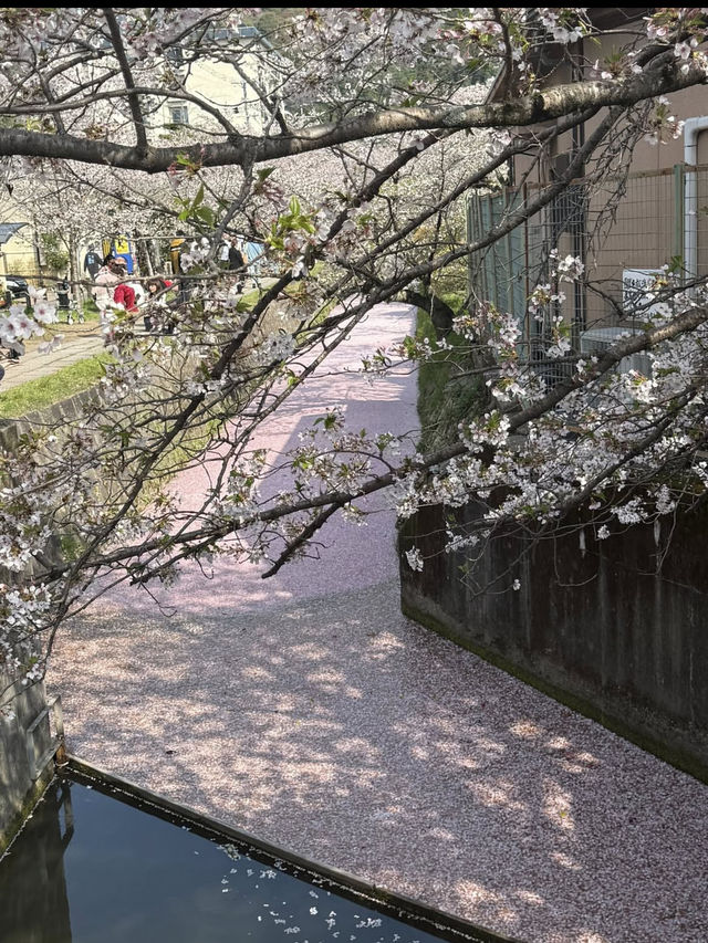 【哲学の道】静けさの中に思索が宿る🌸四季と心を歩く散策路