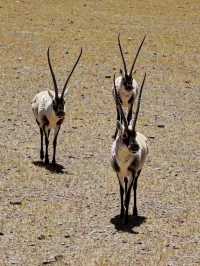 Wild and Free at Changtang Nature Reserve
