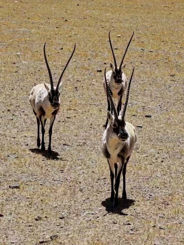 Wild and Free at Changtang Nature Reserve