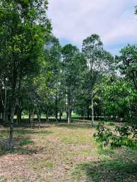 A Lakeside Stroll to Remember at Paya Indah Wetlands