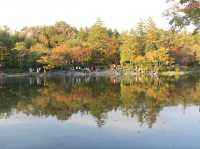 【昭和記念公園の紅葉｜東京都立川市 「秋が降ってくる。黄金のトンネルを歩く贅沢な時間」】