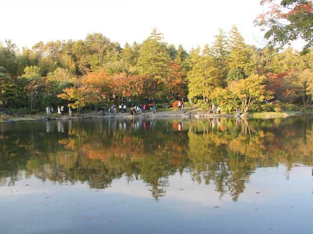 【昭和記念公園の紅葉｜東京都立川市 「秋が降ってくる。黄金のトンネルを歩く贅沢な時間」】