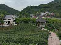 Tea Fields Forever: Wandering Through Long Jing Village