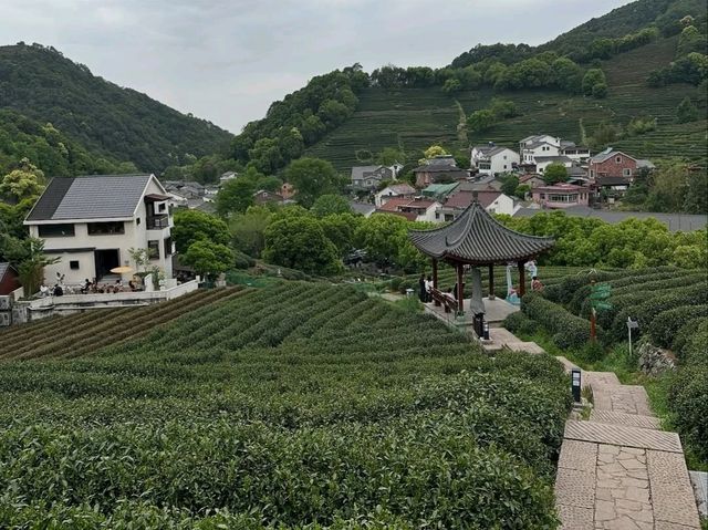 Tea Fields Forever: Wandering Through Long Jing Village